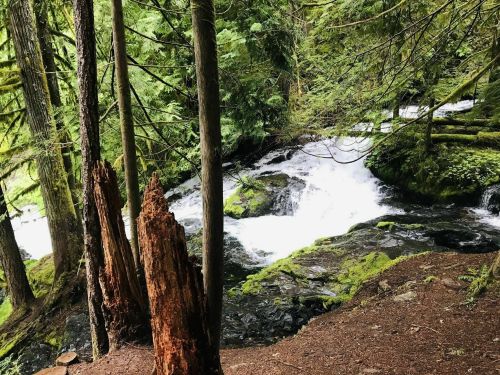 A serene forest scene featuring a flowing stream surrounded by lush greenery and moss-covered rocks.