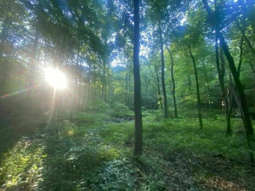 Sunlight filters through trees in a lush green forest, creating a serene and tranquil atmosphere.
