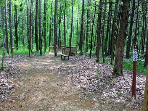 A wooded trail with a bench and a wooden bridge, surrounded by lush green trees and fallen leaves.
