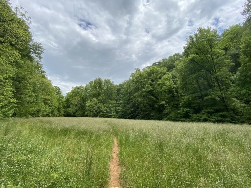 A grassy path leads through a lush green field, surrounded by dense trees under a cloudy sky.