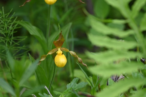 A close-up of a yellow lady's slipper orchid surrounded by green foliage in a natural setting.