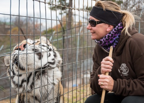 A woman in a brown hoodie interacts with a tiger through a fence, both appearing curious and engaged.