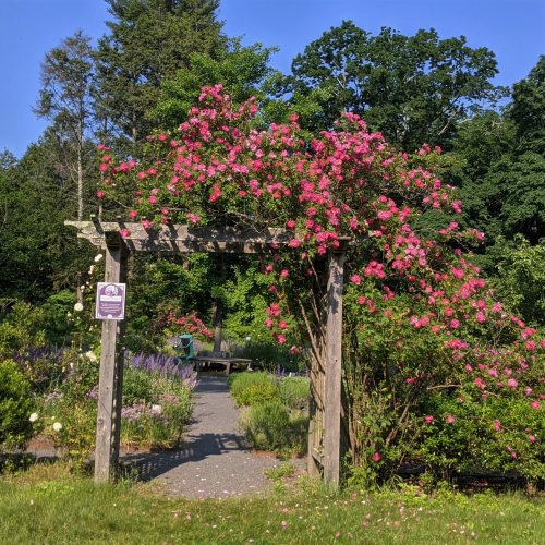 A wooden arch covered in pink flowers leads to a garden path surrounded by greenery and blooming plants.