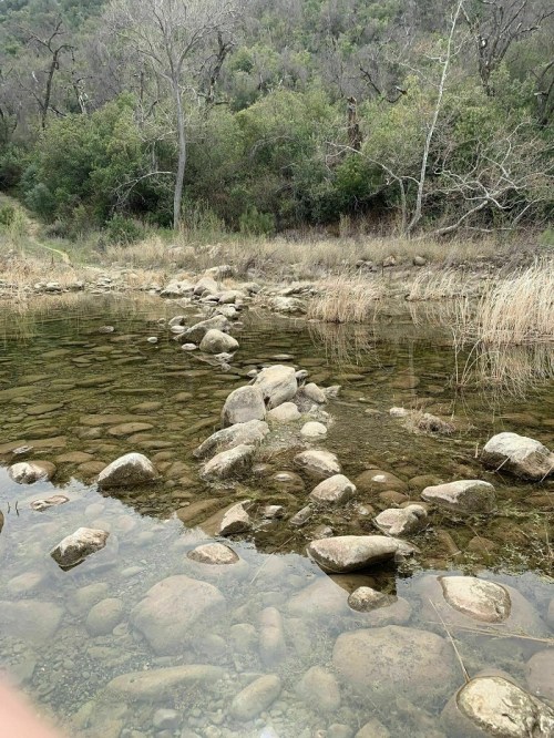 A serene landscape featuring a shallow stream with visible rocks and surrounding greenery.