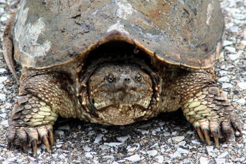 A close-up of a muddy turtle with a textured shell, sitting on a gravel surface.