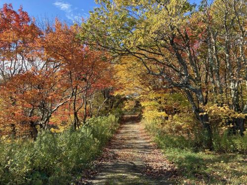 A scenic path lined with vibrant autumn trees in shades of orange, yellow, and green under a clear blue sky.