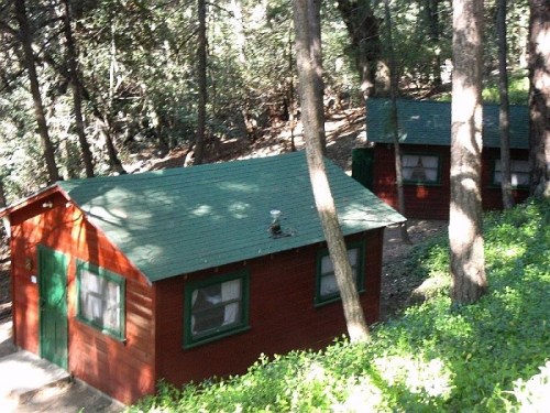 Two rustic cabins with green roofs nestled among tall trees and lush greenery in a forested area.