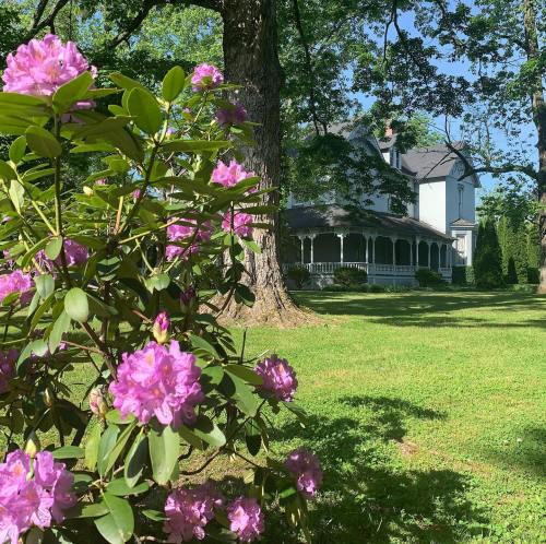 A historic house surrounded by lush greenery and blooming pink rhododendrons on a sunny day.