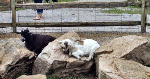 Two goats resting on large rocks near a wooden fence, with people in the background.