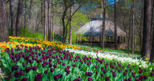 A vibrant garden with purple, yellow, and white tulips in bloom, set against a backdrop of trees and a gazebo.