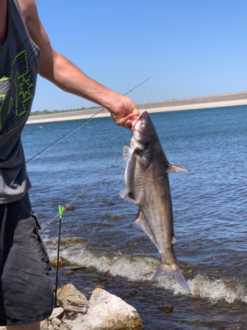 A person holding a large fish by the mouth, standing by the water's edge on a sunny day.