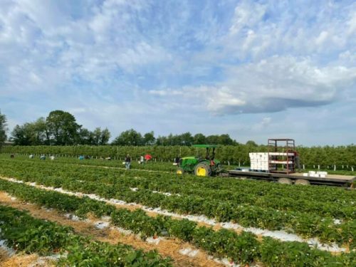 A tractor in a strawberry field with workers harvesting berries under a blue sky with scattered clouds.
