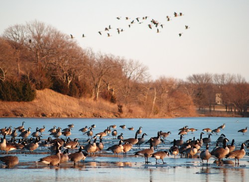 A flock of geese wades in a calm lake, with more flying overhead against a clear sky and trees in the background.