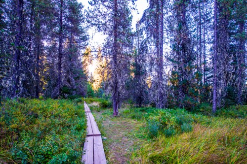 A wooden path leads through a lush forest with tall trees and greenery, illuminated by soft sunlight.