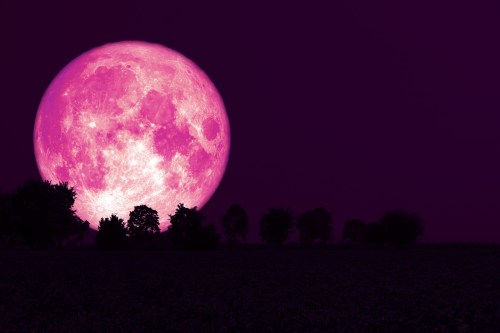 A large, vibrant pink moon rises over a dark silhouette of trees and a field, set against a purple sky.
