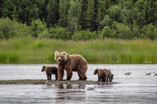 A mother bear stands on a riverbank with two cubs, surrounded by lush greenery and a few birds in the water.