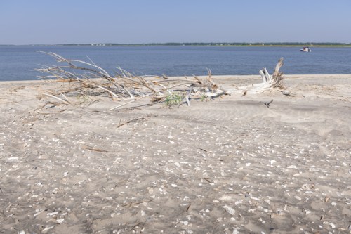 A sandy beach with driftwood and scattered shells, overlooking a calm river under a clear blue sky.