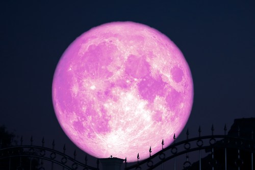 A large, vibrant pink moon rises against a dark sky, framed by a decorative black gate.
