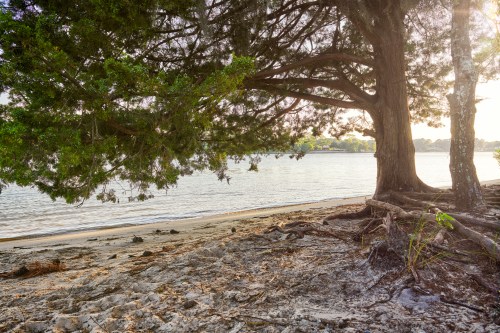 A serene beach scene with a large tree overhanging the water, sandy shore, and gentle waves in the background.