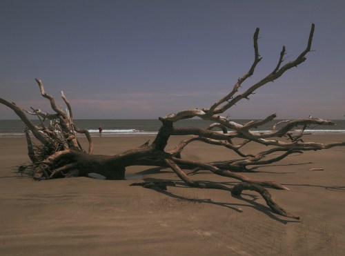 A weathered tree trunk with sprawling branches on a sandy beach, with a person standing in the background by the water.