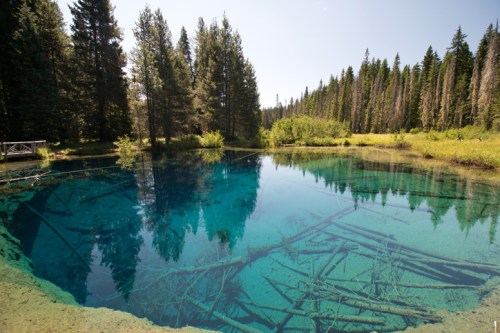 A serene blue pond surrounded by tall trees and lush greenery, reflecting the clear sky above.