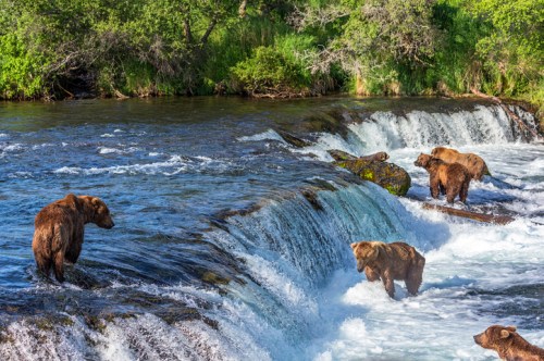 A group of brown bears fishing near a waterfall in a lush, green landscape.