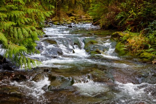 A serene stream flows over rocks, surrounded by lush green foliage and trees in a tranquil forest setting.