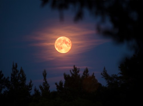 A bright full moon rises in a twilight sky, surrounded by dark silhouettes of trees.