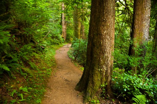 A winding dirt path through a lush green forest, flanked by tall trees and dense foliage.