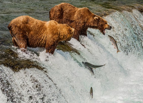 Two brown bears stand at a waterfall, catching fish as they leap from the water below.