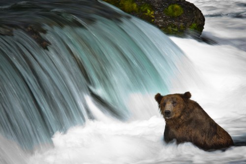A brown bear stands in a river, partially submerged, with a waterfall cascading in the background.