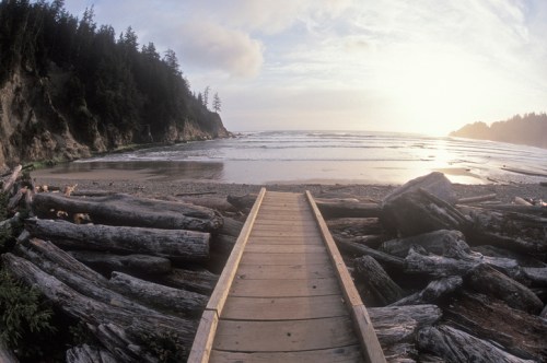 A wooden walkway leads to a serene beach, surrounded by driftwood and lush trees under a soft, cloudy sky.
