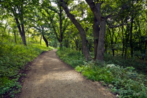 A winding dirt path through a lush green forest with tall trees and dense foliage on either side.