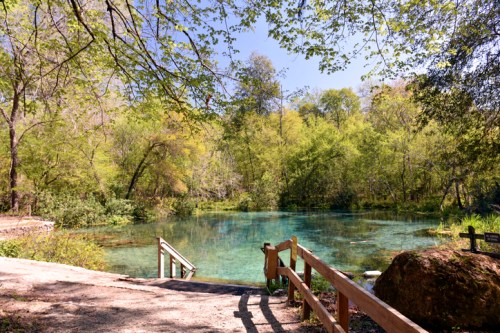 A serene natural scene featuring a clear blue pond surrounded by lush greenery and a wooden walkway.
