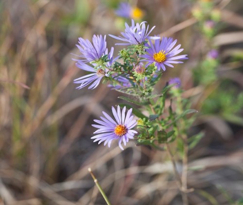 A cluster of purple wildflowers with yellow centers, surrounded by green foliage and blurred grass in the background.