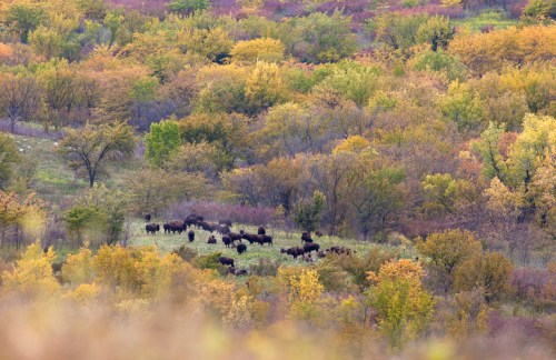 A herd of bison grazing in a colorful autumn landscape with vibrant trees and foliage.