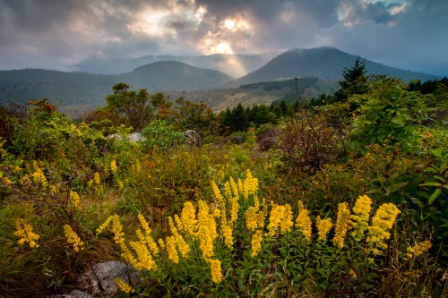A scenic landscape featuring yellow wildflowers in the foreground, with mountains and dramatic clouds in the background.