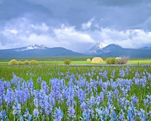 A vibrant field of blue flowers in front of mountains under a cloudy sky, with hay bales in the background.