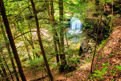 A serene forest scene featuring a waterfall cascading into a stream, surrounded by lush greenery and trees.