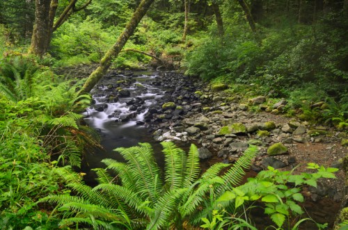 A serene forest scene featuring a flowing stream, rocky banks, and lush green ferns surrounded by dense foliage.