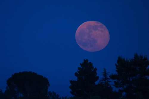 A large, pink full moon rises over a dark blue sky, framed by silhouettes of trees.