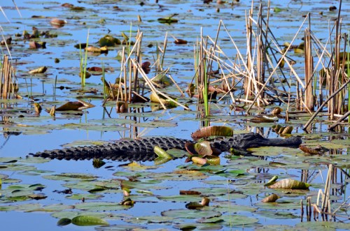 An alligator partially submerged among lily pads and reeds in a calm water setting.