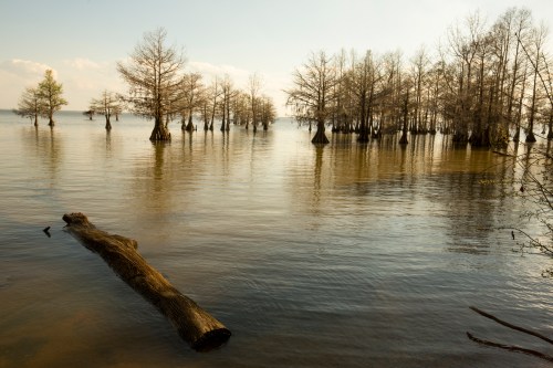 A serene landscape featuring cypress trees rising from calm water, with a log floating nearby under a clear sky.