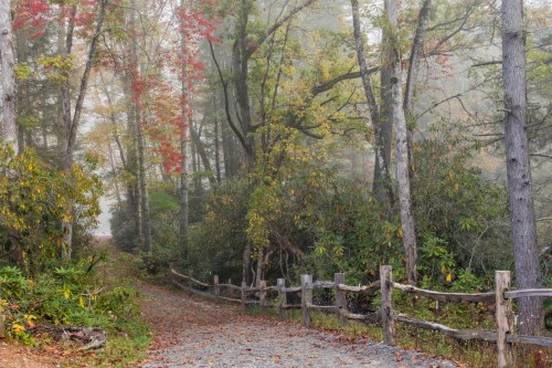 A misty forest path lined with trees, featuring autumn foliage and a wooden fence along the trail.