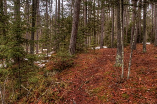 A serene forest scene with tall trees, a carpet of reddish-brown pine needles, and patches of snow on the ground.