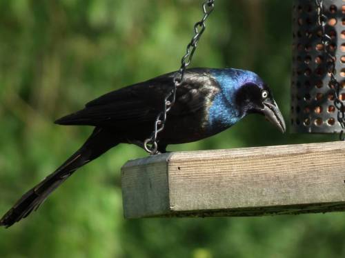 A black bird with iridescent blue highlights perched on a wooden feeder, surrounded by greenery.