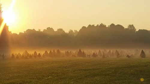 A misty landscape at sunrise, featuring small trees silhouetted against a golden sky.