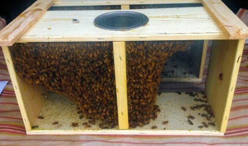 A wooden bee box filled with a large swarm of bees, with a metal canister on top and mesh sides for ventilation.