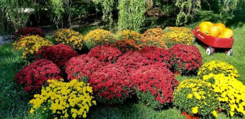 Colorful mums in red, yellow, and orange bloom in a garden, with a red wagon filled with pumpkins nearby.