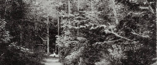 A dense forest path with tall trees and foliage, creating a mysterious and serene atmosphere.